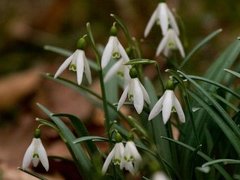 Snøklokke (Galanthus nivalis)