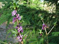 Tysbast (Daphne mezereum)