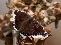 Camberwell Beauty (Nymphalis antiopa)