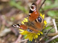 Peacock Butterfly (Aglais io)