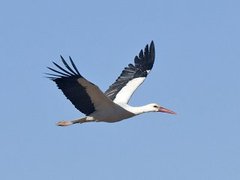 White Stork (Ciconia ciconia)