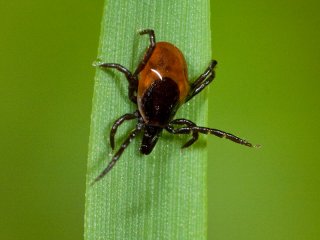 Ticks (Ixodidae)