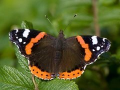 Red Admiral (Vanessa atalanta)