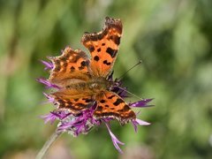 Comma Butterfly (Polygonia c-album)