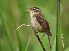 Sivsanger (Acrocephalus schoenobaenus)