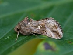 Silver Y (Autographa gamma)