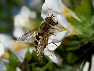 Blomsterfluer