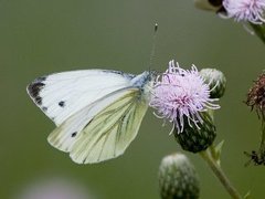Green-veined White (Pieris napi)