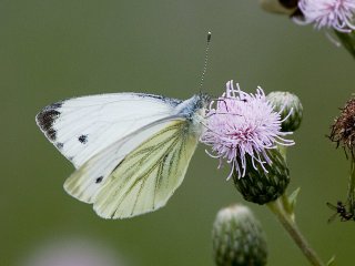 Rapssommerfugl (Pieris napi)