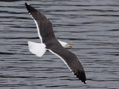 Lesser Black-backed Gull (Larus fuscus)