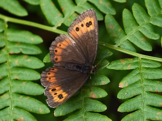 Fløyelsringvinge (Erebia ligea)