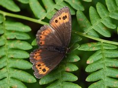 Arran Brown (Erebia ligea)