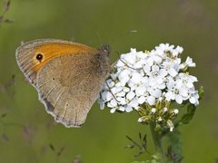 Meadow Brown (Maniola jurtina)