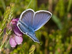 Argusblåvinge (Plebejus argus)