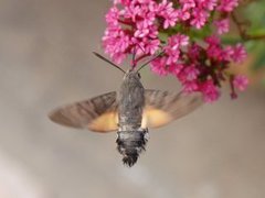 Hummingbird Hawk-moth (Macroglossum stellatarum)