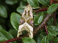 Angle Shades (Phlogophora meticulosa)