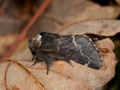 December Moth (Poecilocampa populi)