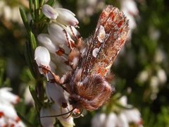 Furufly (Panolis flammea)