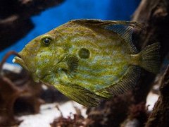 John Dory (Zeus faber)