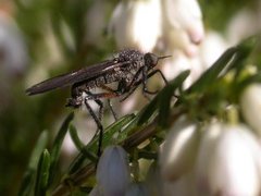 Dance Fly (Empis borealis)