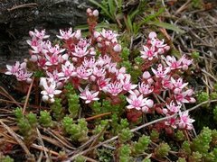 Kystbergknapp (Sedum anglicum)