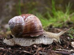 Vinbergsnegl (Helix pomatia)