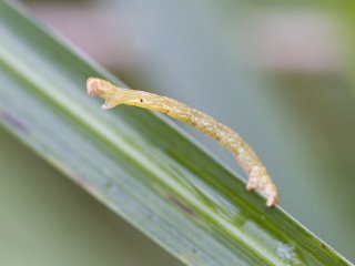 Målere (Geometridae)