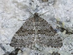Grey Mountain Carpet (Entephria caesiata)