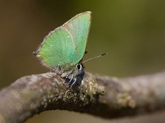 Grønnstjertvinge (Callophrys rubi)