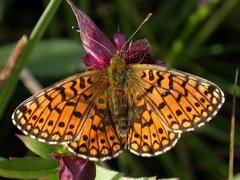 Small Pearl-bordered Fritillary (Boloria selene)