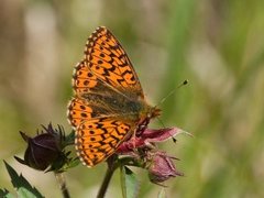 Myrperlemorvinge (Boloria aquilonaris)