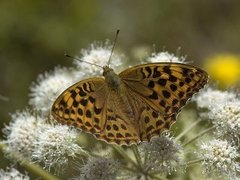 Keiserkåpe (Argynnis paphia)