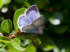 Vårblåvinge (Celastrina argiolus)