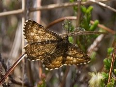 Common Heath (Ematurga atomaria)