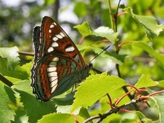 Poplar Admiral (Limenitis populi)