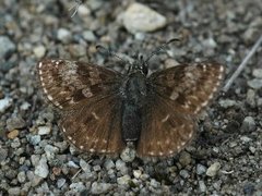 Dingy Skipper (Erynnis tages)