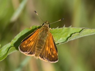 Engsmyger (Ochlodes sylvanus) Engsmyger (Ochlodes sylvanus)