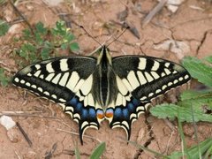Swallowtail (Papilio machaon)