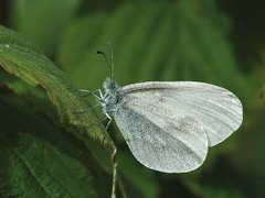 Skoghvitvinge (Leptidea sinapis)