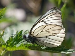 Hagtornsommerfugl (Aporia crataegi)