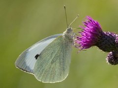 Large White (Pieris brassicae)
