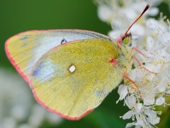 Myrgulvinge (Colias palaeno)