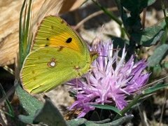 Vandregulvinge (Colias croceus)