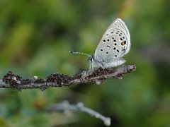 Myrblåvinge (Plebejus optilete)