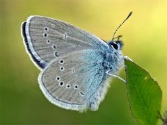 Engblåvinge (Cyaniris semiargus)