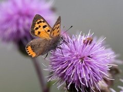 Ildgullvinge (Lycaena phlaeas)