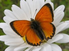 Oransjegullvinge (Lycaena virgaureae)