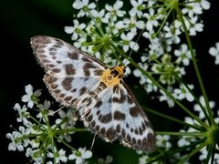 Small Magpie (Anania hortulata)