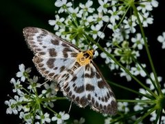 Nesleengmott (Anania hortulata)