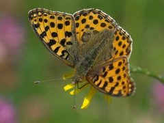 Queen of Spain Fritillary (Issoria lathonia)